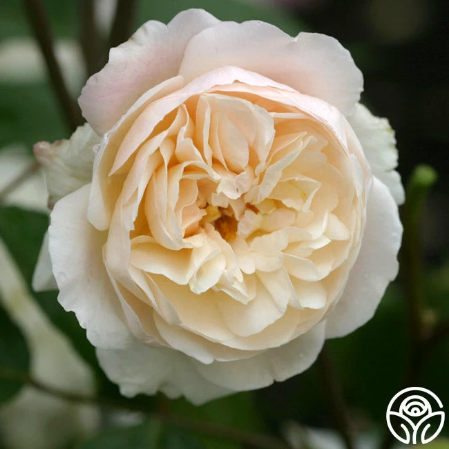 Gruss An Aachen 4 Gruss An Aachen - Image 2