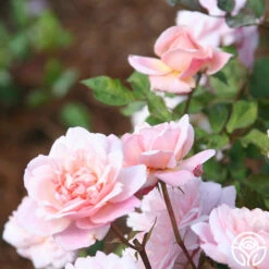 Gruss An Aachen 10 Gruss An Aachen -HEIRLOOM ROSES Sales gruss an aachen 4 1 7