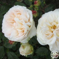 Gruss An Aachen 9 Gruss An Aachen -HEIRLOOM ROSES Sales gruss an aachen 5