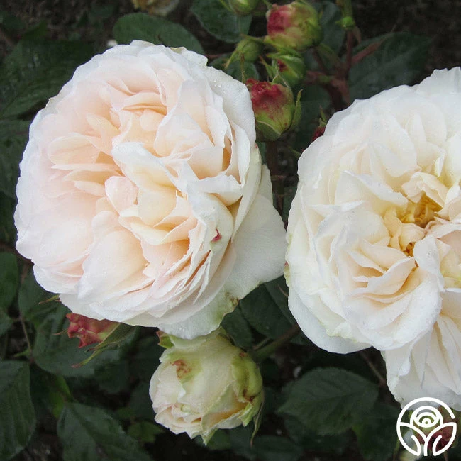 Gruss An Aachen 5 Gruss An Aachen - Image 3