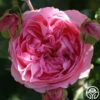 Guy De Maupassant® -HEIRLOOM ROSES Sales guy de maupassant