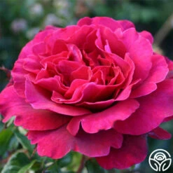 Eleganza® Gypsy Soul -HEIRLOOM ROSES Sales gypsy soul eleganza 2