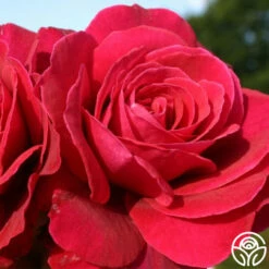 Eleganza® Gypsy Soul -HEIRLOOM ROSES Sales gypsy soul eleganza 3