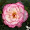 Handel -HEIRLOOM ROSES Sales handel logo 01