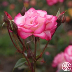 Handel -HEIRLOOM ROSES Sales handel logo 04