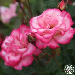 Handel -HEIRLOOM ROSES Sales handel logo 05