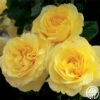Happy Go Lucky™ 2 Happy Go Lucky™ -HEIRLOOM ROSES Sales happy go lucky 1 7