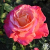 Heart O' Gold™ -HEIRLOOM ROSES Sales heart o gold 0