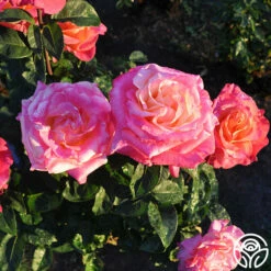 Heart O' Gold™ -HEIRLOOM ROSES Sales heart o gold 2 8