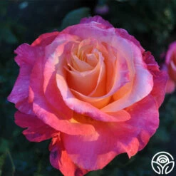 Heart O' Gold™ -HEIRLOOM ROSES Sales heart o gold 5 8