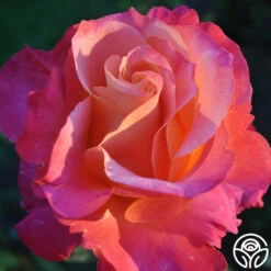Heart O' Gold™ -HEIRLOOM ROSES Sales heart o gold 7 1