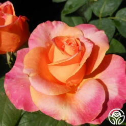 Heart O' Gold™ -HEIRLOOM ROSES Sales heart o gold 8