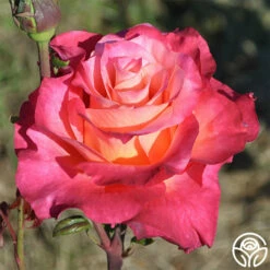 Heart O' Gold™ -HEIRLOOM ROSES Sales heart o gold 9 1