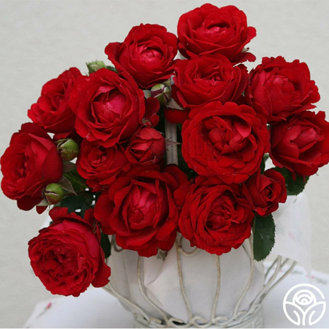 Eleganza® Heart Song™ 4 Eleganza® Heart Song™ - Image 2