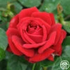 Eleganza® Heart Song™ -HEIRLOOM ROSES Sales heart song 2