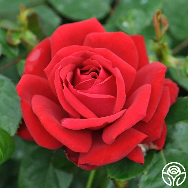 Eleganza® Heart Song™ 3 Eleganza® Heart Song™