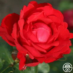 Eleganza® Heart Song™ 15 Eleganza® Heart Song™ -HEIRLOOM ROSES Sales heart song 4