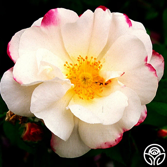 Hebe's Lip 3 Hebe's Lip