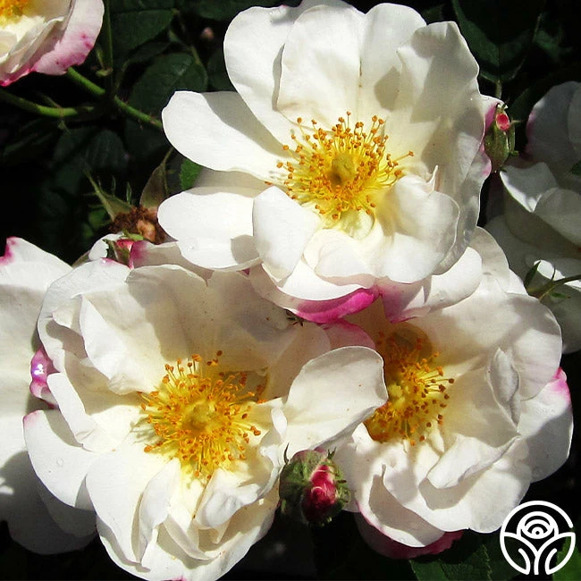 Hebe's Lip 4 Hebe's Lip - Image 2