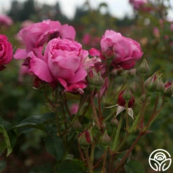 Heirloom -HEIRLOOM ROSES Sales heirloom 17 1