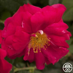 Henry Kelsey 16 Henry Kelsey -HEIRLOOM ROSES Sales henry kelsey logo 01