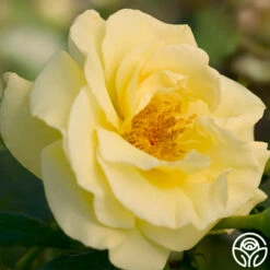 High Voltage 7 High Voltage -HEIRLOOM ROSES Sales high voltage 3