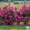 Highwire Flyer™ -HEIRLOOM ROSES Sales highwire flyer 2