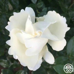 Home And Family™ -HEIRLOOM ROSES Sales home and family 3 5