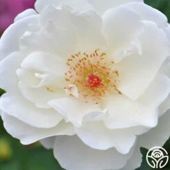 Home And Family™ -HEIRLOOM ROSES Sales home and family 4