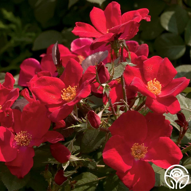 Home Run™ 3 Home Run™