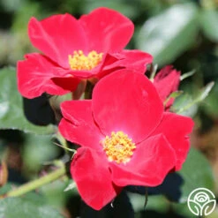 Home Run™ 7 Home Run™ -HEIRLOOM ROSES Sales home run 12