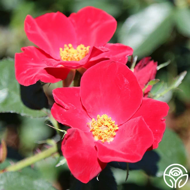 Home Run™ 5 Home Run™ - Image 3