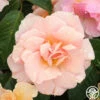 Honey Nectar™ -HEIRLOOM ROSES Sales honey nectar 1 5