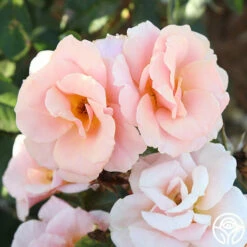 Honey Nectar™ -HEIRLOOM ROSES Sales honey nectar 2 1