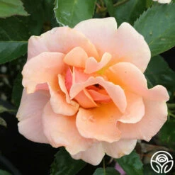 Honey Nectar™ -HEIRLOOM ROSES Sales honey nectar 5 1