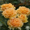 Honey Perfume™ -HEIRLOOM ROSES Sales honey perfume 1 5