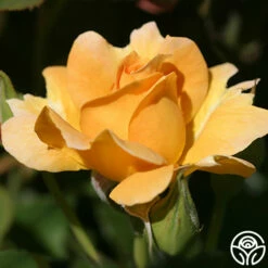 Honey Perfume™ 18 Honey Perfume™ -HEIRLOOM ROSES Sales honey perfume 2 5