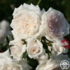 Arborose® Honeymoon -HEIRLOOM ROSES Sales honeymoon logo 01