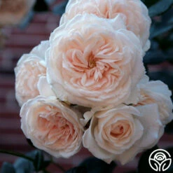 Arborose® Honeymoon -HEIRLOOM ROSES Sales honeymoon logo 03