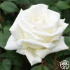 Honor™ -HEIRLOOM ROSES Sales honor 1 8
