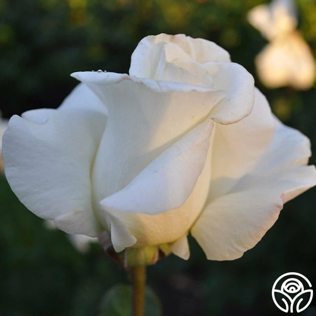 Honor™ 4 Honor™ - Image 2