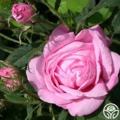 Honorine De Brabant 7 Honorine De Brabant -HEIRLOOM ROSES Sales honorine de brabant 2