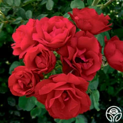 Hope For Humanity 8 Hope For Humanity -HEIRLOOM ROSES Sales hope for humanity 2