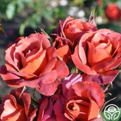 Hot Cocoa™ -HEIRLOOM ROSES Sales hot cocoa 14