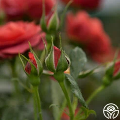 Hot Cocoa™ -HEIRLOOM ROSES Sales hot cocoa 15