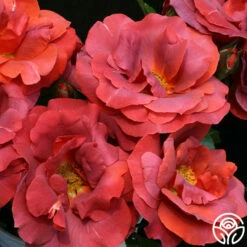 Hot Cocoa™ -HEIRLOOM ROSES Sales hot cocoa 16