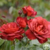 Hot Cocoa™ -HEIRLOOM ROSES Sales hot cocoa 4 8
