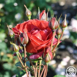 Hot Cocoa™ -HEIRLOOM ROSES Sales hot cocoa 6 1