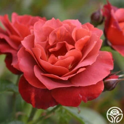 Hot Cocoa™ -HEIRLOOM ROSES Sales hot cocoa 7 2