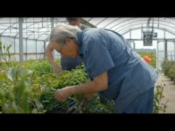 Robert Bruce 23 Robert Bruce -HEIRLOOM ROSES Sales hqdefault 3 5